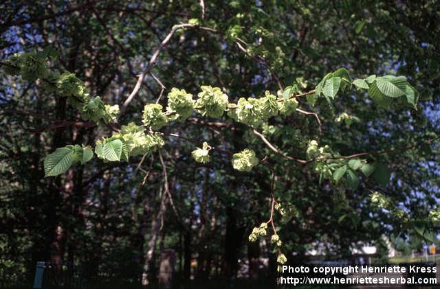 Photo: Ulmus glabra.