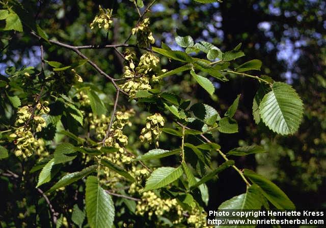 Photo: Ulmus laevis 1.