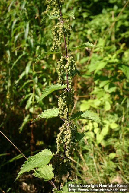 Photo: Urtica dioica 20.