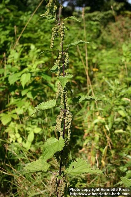 Photo: Urtica dioica 21.