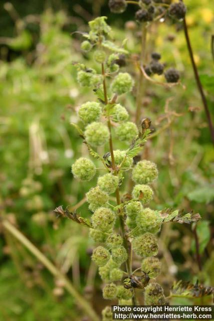 Photo: Urtica pilulifera.