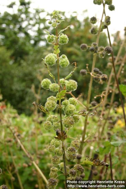 Photo: Urtica pilulifera 1.