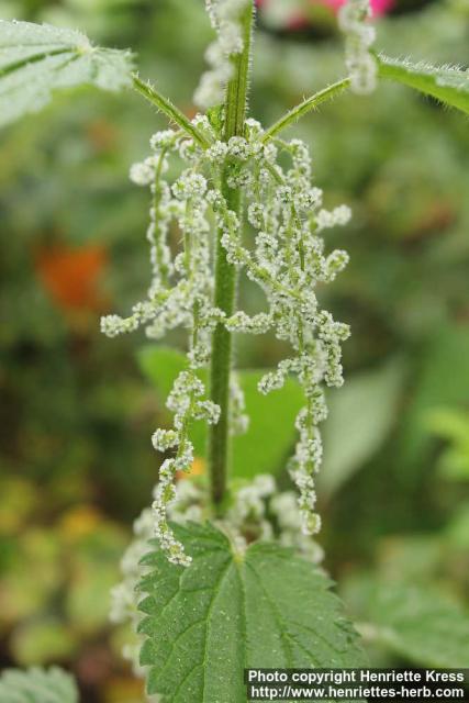 Photo: Urtica dioica 39.