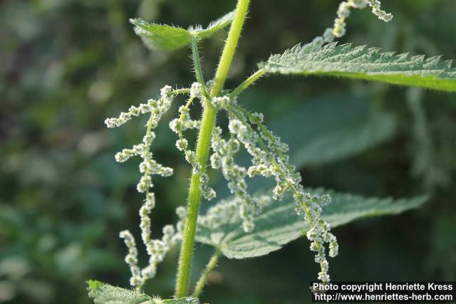 Photo: Urtica dioica 40.