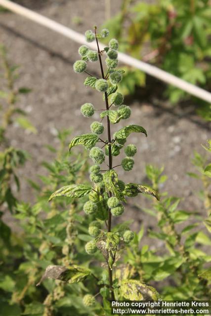 Photo: Urtica pilulifera 02.