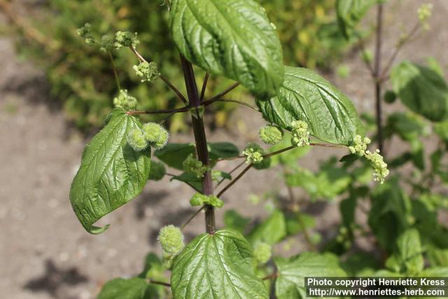 Photo: Urtica pilulifera 06.