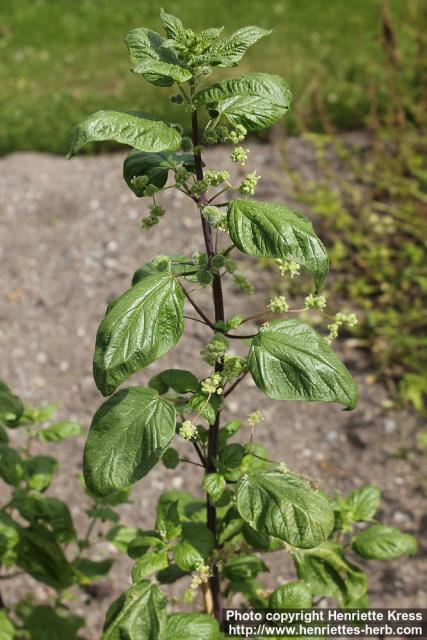 Photo: Urtica pilulifera 07.