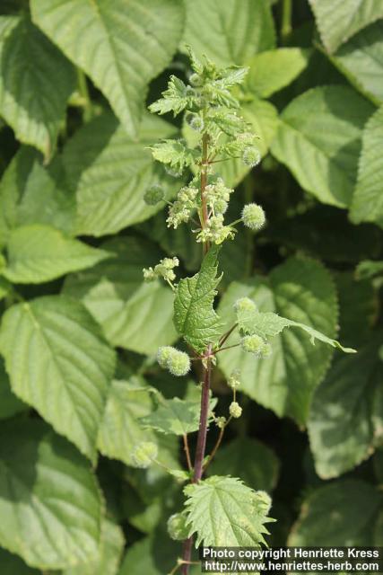 Photo: Urtica pilulifera 08.