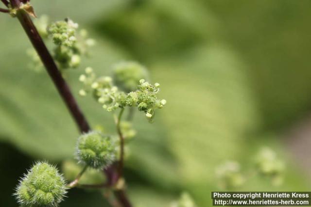 Photo: Urtica pilulifera 11.