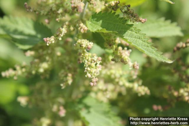 Photo: Urtica dioica 47.