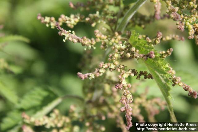 Photo: Urtica dioica 49.