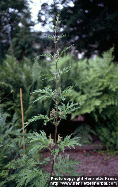 Photo: Urtica cannabina 2.