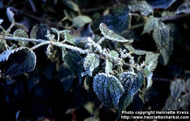 Photo: Urtica dioica 19.