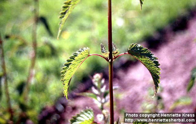 Photo: Urtica dioica sond 2.