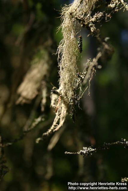 Photo: Usnea.