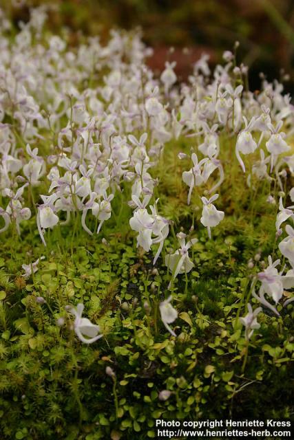 Photo: Utricularia sandersonii 1.