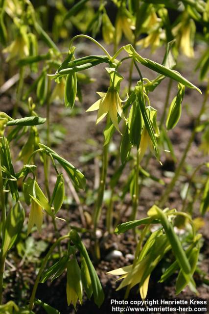 Photo: Uvularia grandiflora.