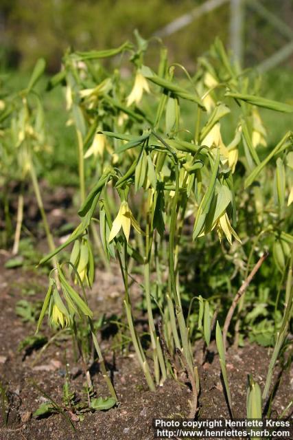 Photo: Uvularia grandiflora 2.