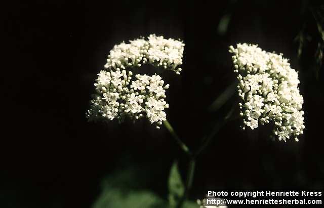 Photo: Valeriana alliariifolia 1.