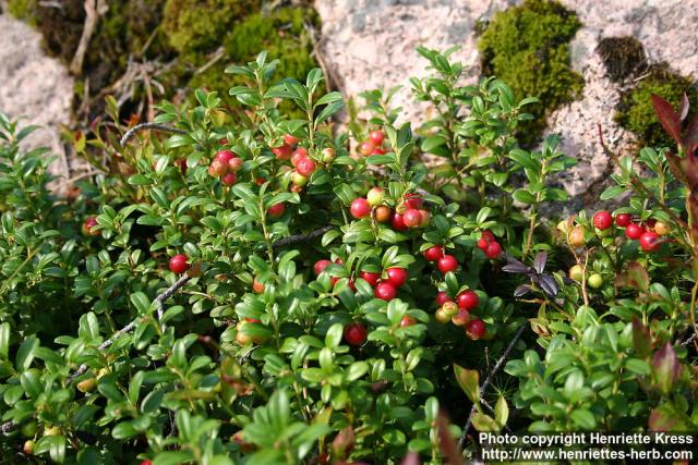 Photo: Vaccinium vitis idaea 5.