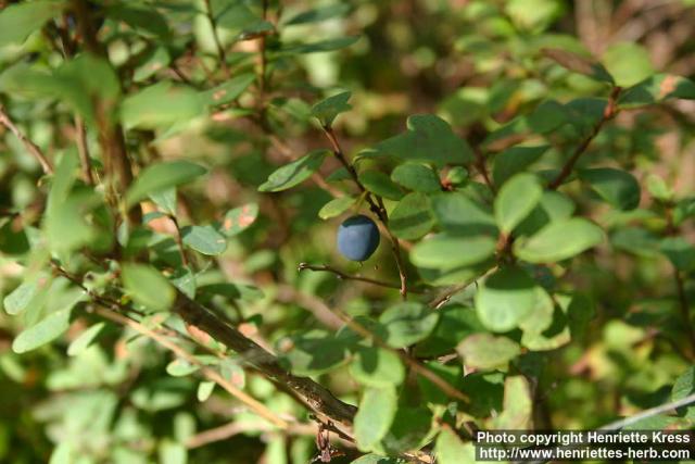 Photo: Vaccinium uliginosum 7.