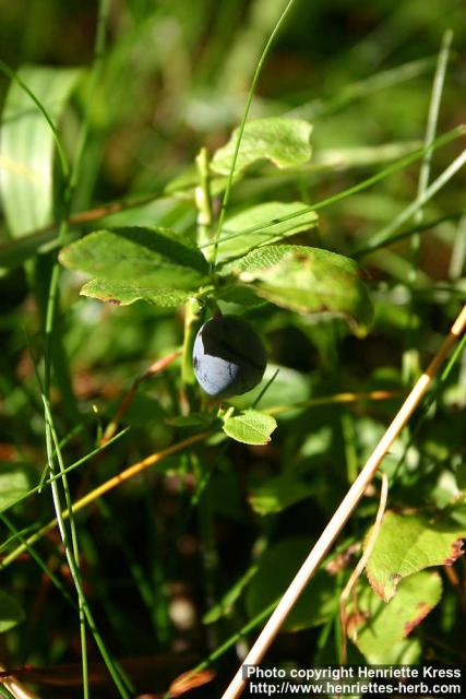 Photo: Vaccinium myrtillus 4.