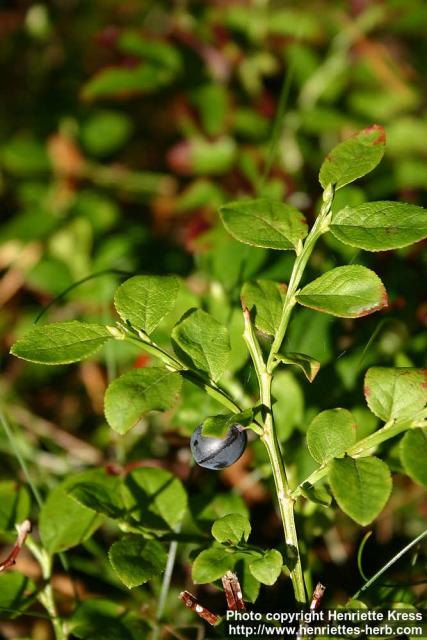 Photo: Vaccinium myrtillus 5.