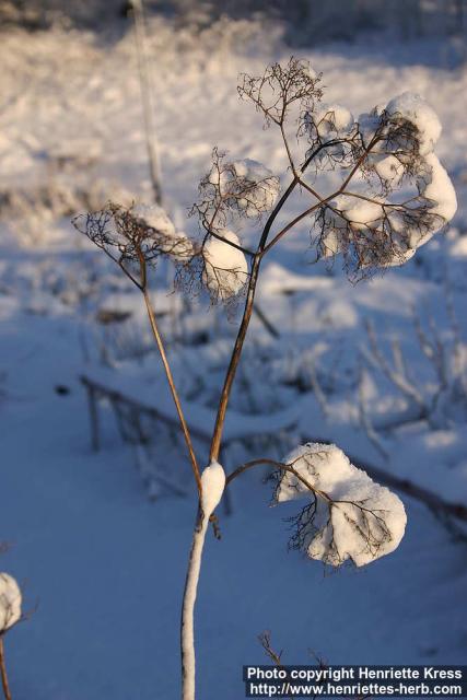 Photo: Valeriana officinalis 4.