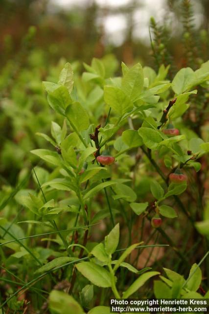 Photo: Vaccinium myrtillus 9.