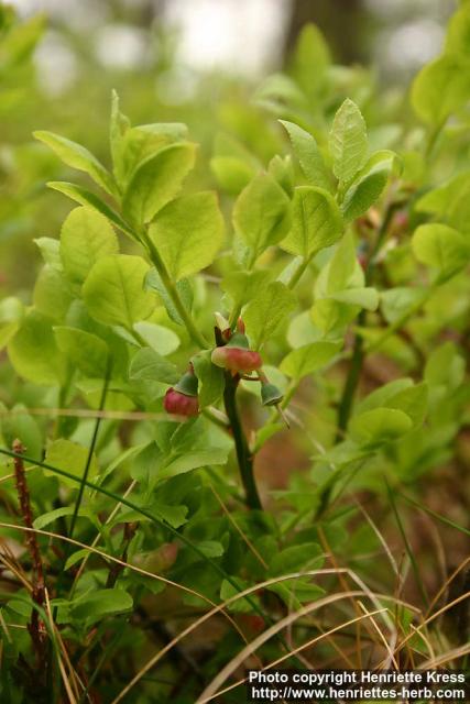 Photo: Vaccinium myrtillus 10.