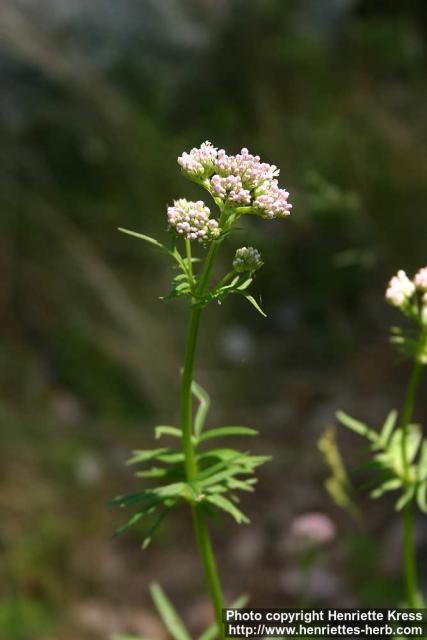 Photo: Valeriana officinalis 6.