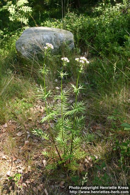 Photo: Valeriana officinalis 7.