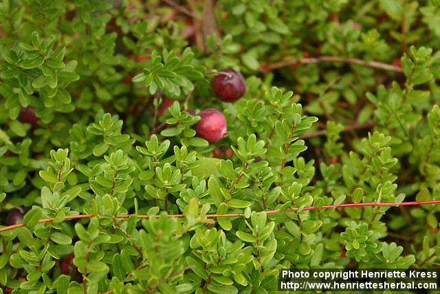 Photo: Vaccinium macrocarpon 2.