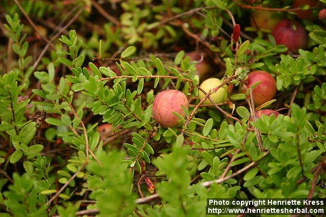 Photo: Vaccinium macrocarpon 5.