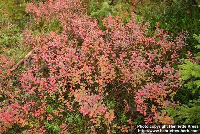 Photo: Vaccinium uliginosum 9.