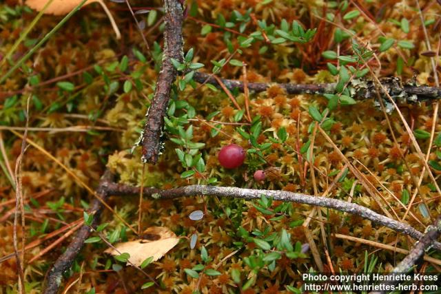 Photo: Vaccinium microcarpum.