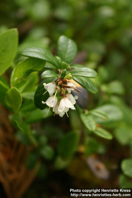 Photo: Vaccinium vitis idaea 7.