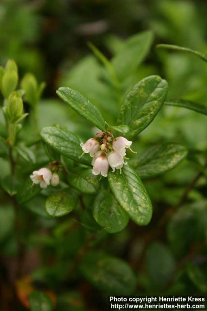 Photo: Vaccinium vitis idaea 8.