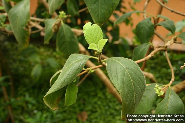 Photo: Vangueria infausta 1.