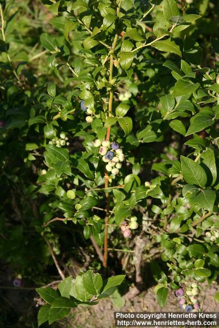 Photo: Vaccinium corymbosum 2.