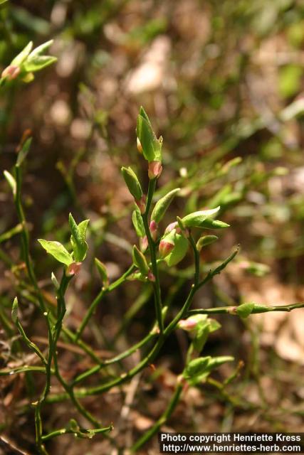 Photo: Vaccinium myrtillus 13.