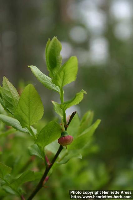 Photo: Vaccinium myrtillus 15.