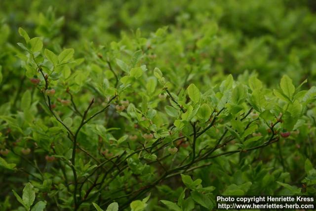 Photo: Vaccinium myrtillus 16.