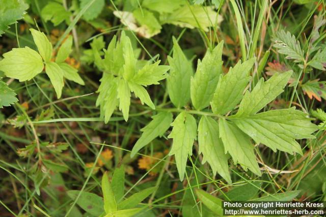 Photo: Valeriana sambucifolia 4.