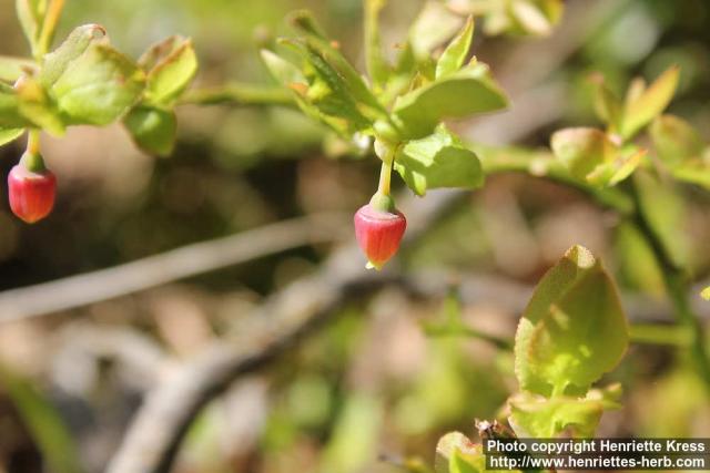 Photo: Vaccinium myrtillus 20.