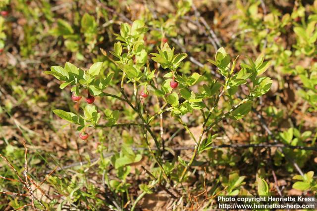 Photo: Vaccinium myrtillus 21.