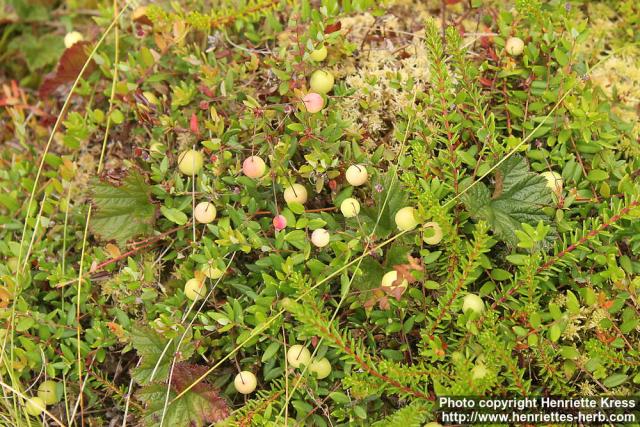 Photo: Vaccinium oxycoccos 5.