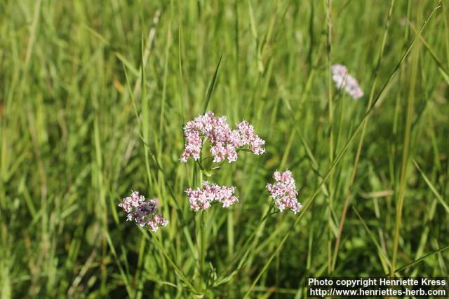 Photo: Valeriana officinalis 11.