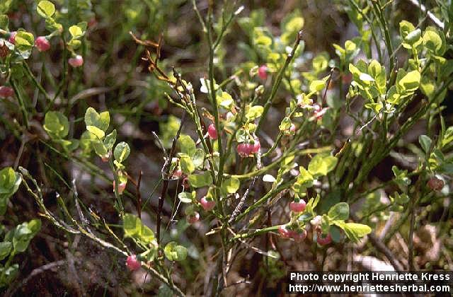 Photo: Vaccinium myrtillus.