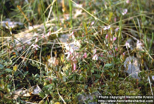 Photo: Vaccinium oxycoccos 4.